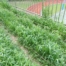 2018-05-23 義盛國小小米園區紀實